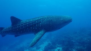 Tubbataha - Narayana liveaboard - April 2016