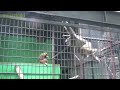 great white handed gibbon family シロテテナガザル家族の日常 172【cute animal videos】【羽村市動物園】