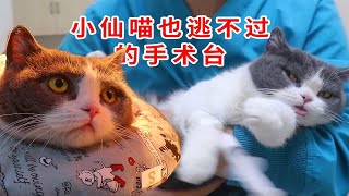 猫咪绝育，小仙喵终于被“割”了，麻醉后的发财太好笑了