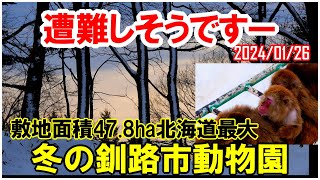 北海道最大東京ドーム10個分の敷地面積 冬の釧路市動物園を放浪