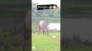 overtake king mungla😍 #new #vairal #shortvideo #shortvideo ❤️‍🔥#shortvideo #shortvideo 👑#shortvideo