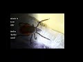 leishmaniasis a review version 1 referees 2 approved rtcl.tv