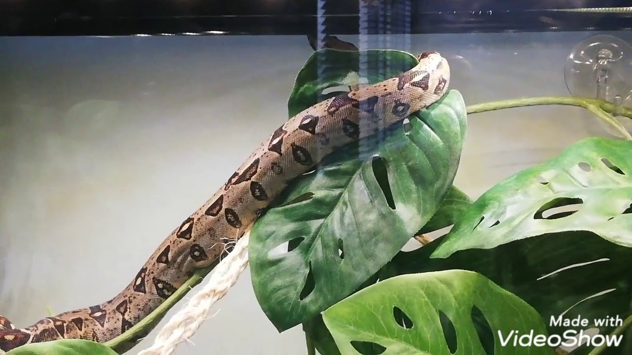 Boa Constrictor Imperator Terrarium. - YouTube