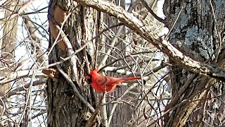 Hiking the Mitchell Hill Lake trail and an unmarked, leaf covered trail at Jefferson Memorial Forest