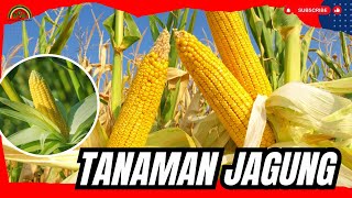 CARA TANAM JAGUNG TANPA OLAH TANAH