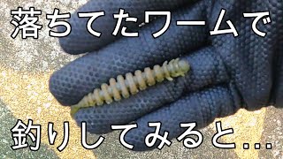 落ちてたワームで釣りしてみると…