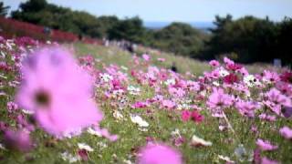 国営ひたち海浜公園「コスモスとコキア」のみはらしの丘