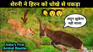 इस शेरनी को टेस्टी खाना पसंद हैं 😃 #youtube #roasting