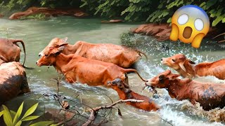 Omg, Cows crossing the river