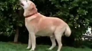 this is my lab spongebob