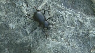 Bug identifier app