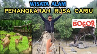 WISATA ALAM PENANGKARAN RUSA CARIU BOGOR JAWA BARAT