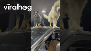 Gas Station Guard Dogs || ViralHog