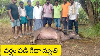 పిడుగుపాటుకు పాడి గేదె మృతి