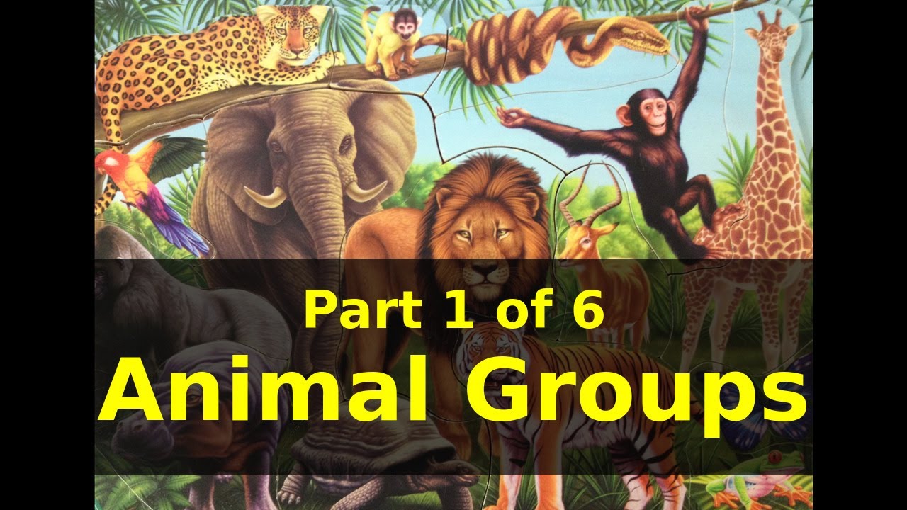 Animals And The NAMES Of The ANIMAL GROUP |Part 1 Of 6 Animal Groups ...