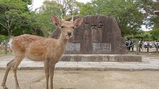 【世界遺産】東大寺　/　奈良県の定番観光スポット