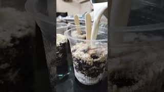 Oreo Cup Ice Village food channel ഫിറോസ് ഇക്കാന്റെ receipe super👌👌👌