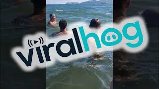 Beluga Whale Visits Public Beach || ViralHog