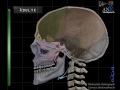 croissance du crâne du foetus de 5 mois à l âge adulte.