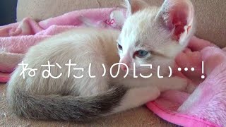 【子猫保護】とっても眠たいのになんでこんなに気になるの？