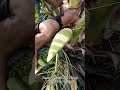 new source perfect cutting coconut wine toddy making. ep.2 satisfying viral2025 coconut