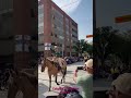 calgary summer stampede downtown festival horses cowboys avenue alberta