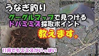 うなぎ釣り。グーグルマップでドバミミズポイント教えます。11月でもまだまだ取れます。