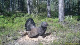 Trail camera.Riistakamera  Rypypaikka 2020 Lapland Kostamo Kemijärvi