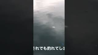 足保港でサビキ　小サバが釣れる