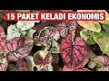 UPDATE 15 PAKET KELADI BERBAGAI JENIS