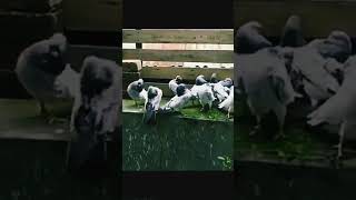 Pigeons Fainting// kabutar Bazi// Pigeon ke video// #shorts