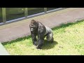 excited silverback gorilla shows who is boss the shabani group