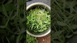 ഈ കുഞ്ഞൻ ഇല ആളു കൊള്ളാലോ small leaf big sambhavam#cooking #ytshorts #suscribe #viral #nature