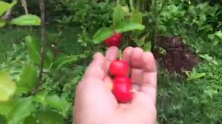 Caribbean Cherries| Acerola