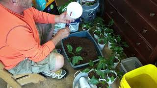 Giant Marconi pepper transplanting Apr 2022