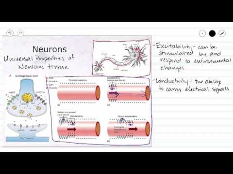 What shows irritability and conductivity?