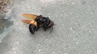 A injured Vespa tropica, the greater banded hornet