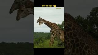 Giraffe Neck Battles! Real Reason?