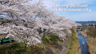 【4K Japan Kesennuma city Cherry Blossom Spot】NHKドラマ「おかえりモネ」の舞台 宮城県気仙沼市・桜の名所を紹介 気仙沼 南三陸