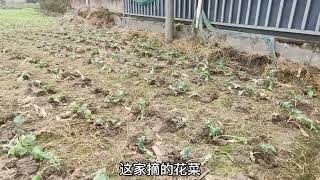 东北退休花姐在四川乡镇养老种地，把东北的菜籽种在四川，能长吗