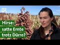 Getreideart Hirse: Hohe Erträge trotz Trockenheit? | Klimawandel | Unser Land | BR