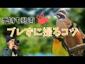 手持ちでもブレない野鳥動画の撮影方法【野鳥撮影解説】