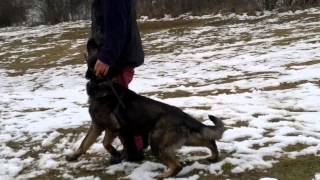 Thor Anrebri obedience 2/2013