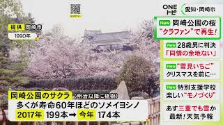 多くが寿命の時期過ぎる…岡崎公園の桜を市が“クラファン”で再生へ 植樹資金として目標金額は3千万円