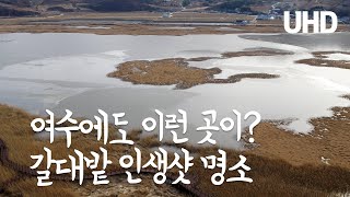 여수에도 이런 곳이? 갈대밭 인생샷 명소 가사리 생태공원 드론 항공촬영 [UHD 하늘여행]