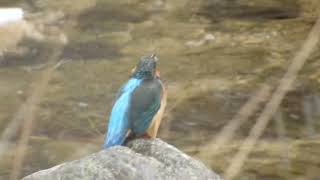 小雪の舞う朝、雄のカワセミと雌のカワセミがお見合い！？～野鳥観察　3837