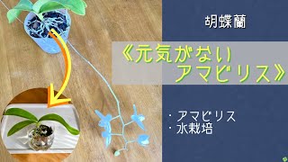 2024年2月12日　胡蝶蘭《弱々しいアマビリス》　花が咲いているけど…   根も良い根があるけど…   バークを外し水栽培に移行する