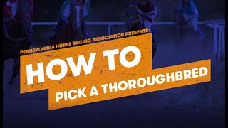 How to Pick a Horse in Thoroughbred Racing