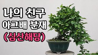 [금현분재] 나의 친구, 아그배 분재 My Best Friend, Malus Crab Apple Bonsai /분재/盆栽/Bonsai/cây cảnh