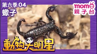 動物大明星 S6：EP 04【蠍子】認識動物｜自然生態｜魚類｜昆蟲｜海洋生物｜哺乳類｜兒童節目｜Animal big star｜第六季 第4集【親子台｜官方HD】momokids